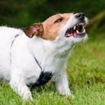 Dog6 Dog6