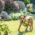 _DogAttack